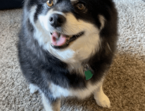 What’s the Easy Way to Release the Menopause Belly Bloat?